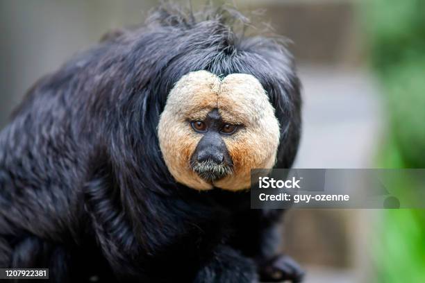 Saki With A White Face Pithecia Pithecia Stock Photo - Download Image Now - White Faced Saki Monkey, Animal, Animal Body Part