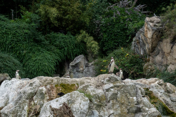 cute humboldt penguins (spheniscus humboldt) enjoying themselves in their natural environment, sunny day - walking bird teamwork water bird imagens e fotografias de stock