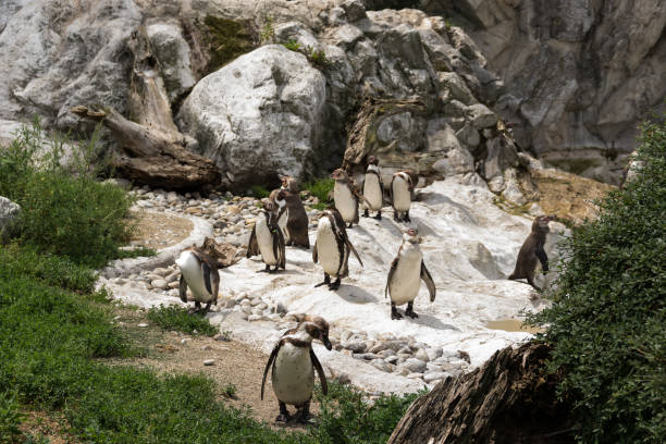 cute humboldt penguins (spheniscus humboldt) enjoying themselves in their natural environment, sunny day - walking bird teamwork water bird imagens e fotografias de stock
