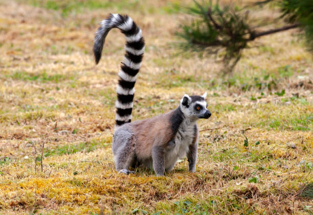 istock Maki catta - Lemur catta - on the ground 1207922714