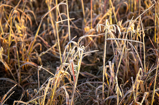 Close-up of oats covered with frost in winter