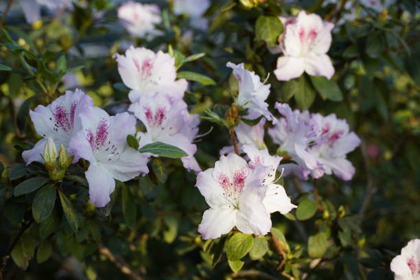 istock Blooming azaleas in the botanical garden 1207924951