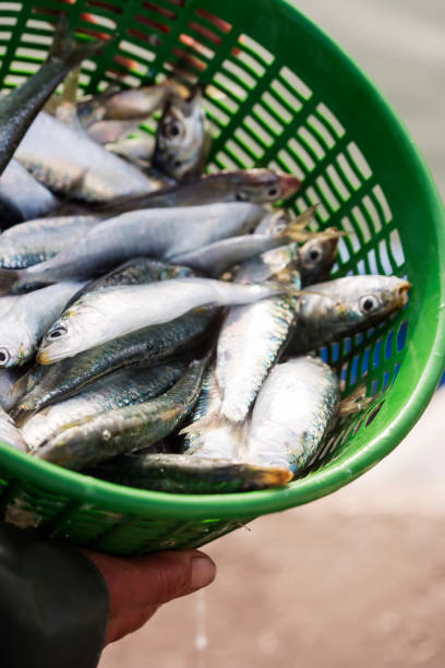 istock Sardines in green plastic basket, Essaouira, Morocco 1207926227