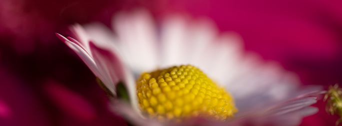 Gerbera daisy flower macro online banner, purple pink and white flower petals, selective focus on petals edges, fresh and shiny rain drops and flower center textured natural pattern, abstract and blurred