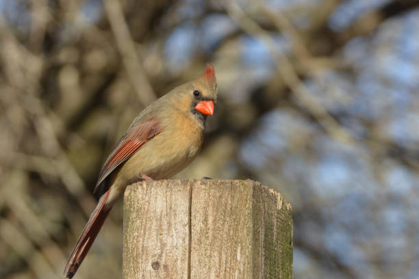istock Northern Cardinal female bird 1207926357