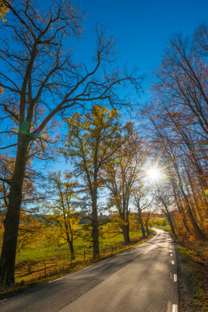 istock Sunny autumn country road 1207927275