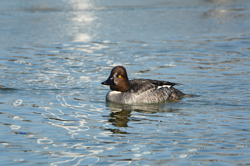 Common Golden Eye duck female swimming on water