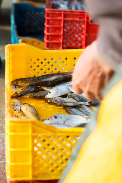 istock Hand man placing sardines in plastic container, Essaouira, Morocco 1207927357