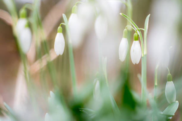 istock Snowdrop or common snowdrop (Galanthus nivalis) flowers 1207927629