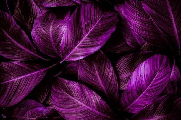 istock Spathiphyllum cannifolium leaf concept, abstract damask texture, natural background, tropical leaf 1207927651