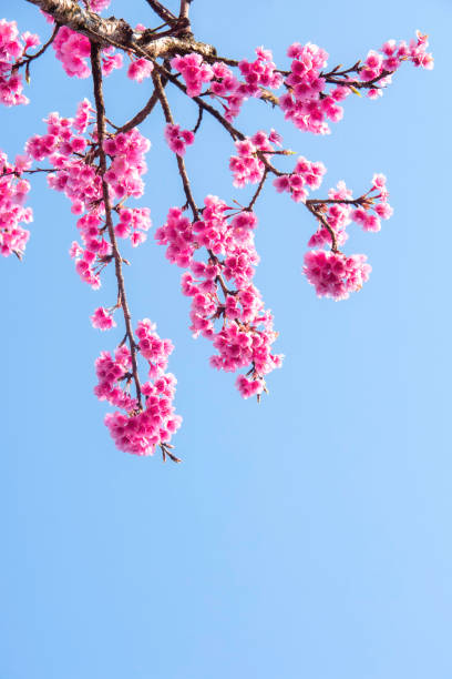 istock Soft focus Cherry blossoms, Pink flowers background. 1207929323