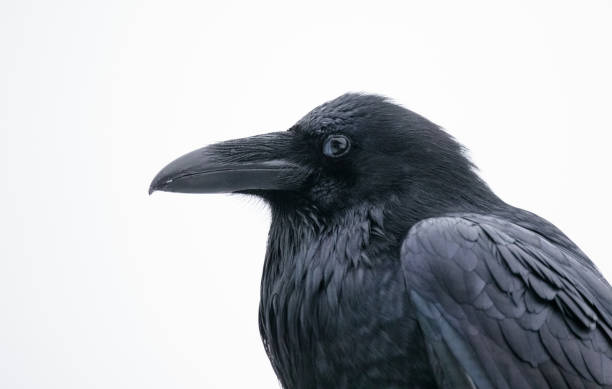 Raven Close-up in Winter Common Raven (Corvus corax) close-up in winter. crow bird photos stock pictures, royalty-free photos & images