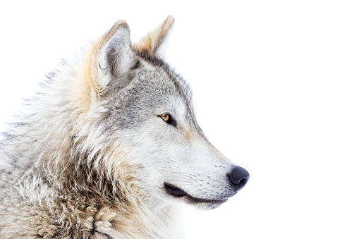 Gray Wolf (Canis lupus) Close-up Portrait in Winter