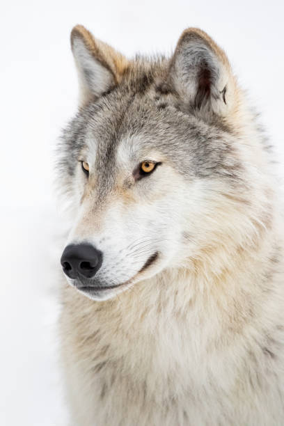 istock Gray Wolf Close-Up in Winter Snow 1207929555
