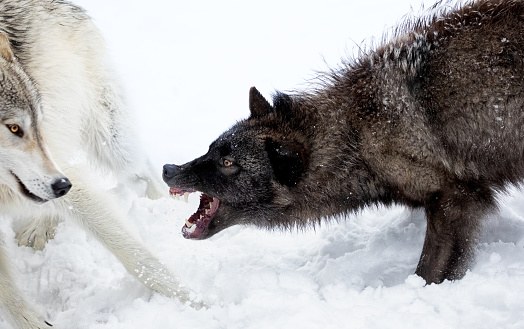 Gray Wolves (Canis lupus) fight for social ranking