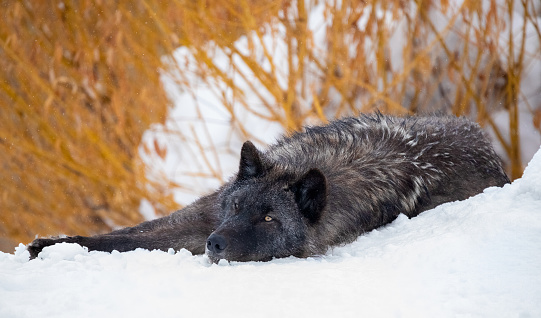 Gray Wolf (Canis lupus) resting on winter snow