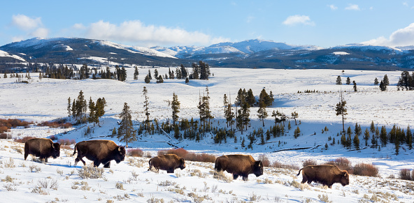 American Bison (Bos bison, Bison bison) Herd  Grazing in the Rolling Winter Hills of Yellowstone National Park, Wyoming