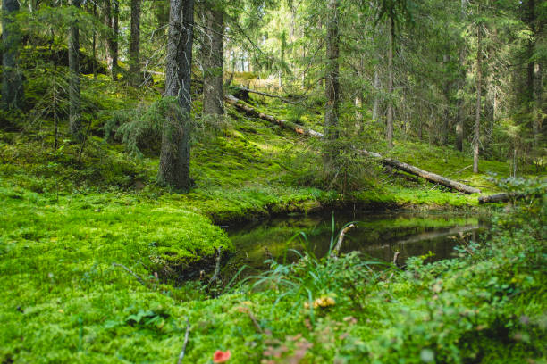 Fresh healthy green forest ground, green moss by forest lake Fresh healthy green forest ground, green moss by forest lake norway autumn oslo tree stock pictures, royalty-free photos & images