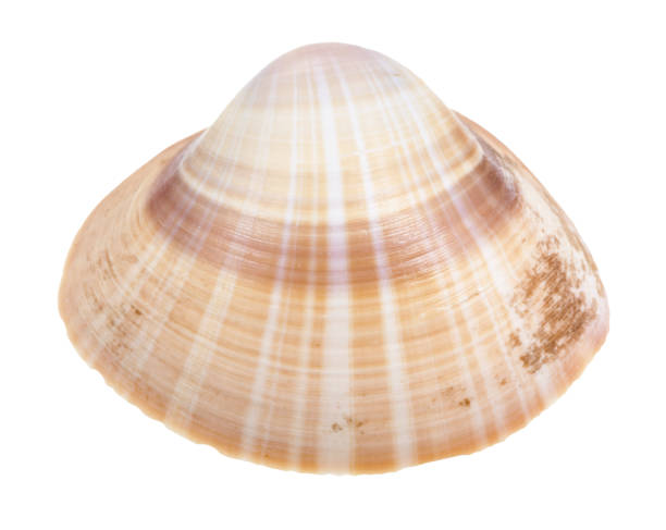 istock striped brown conch of clam isolated on white 1207930717