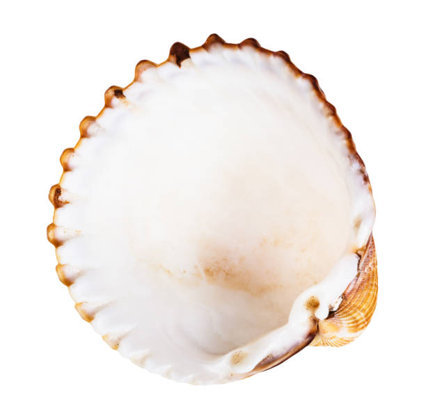 istock empty brown shell of cockle isolated on white 1207930733