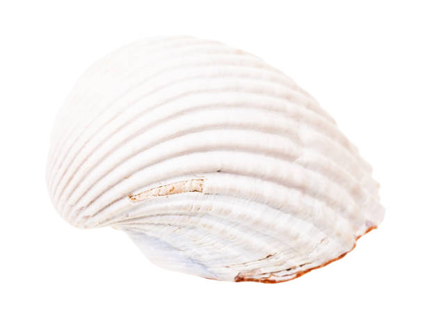 white shell of cockle isolated on white
