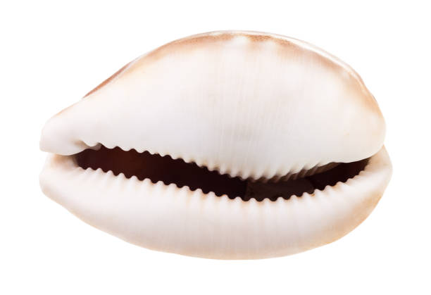 coquille vide de cowrie isolé sur le blanc - sea snail photos et images de collection