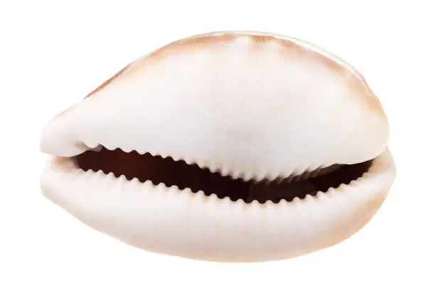 Photo of empty shell of cowrie isolated on white