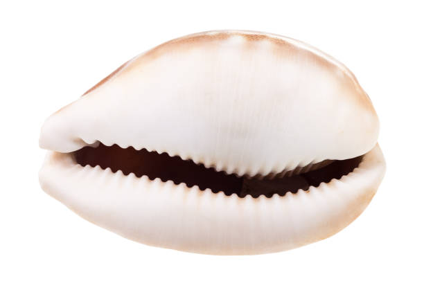 пустая оболочка каури изолированы на белом - cowrie shell стоковые фото и изображения