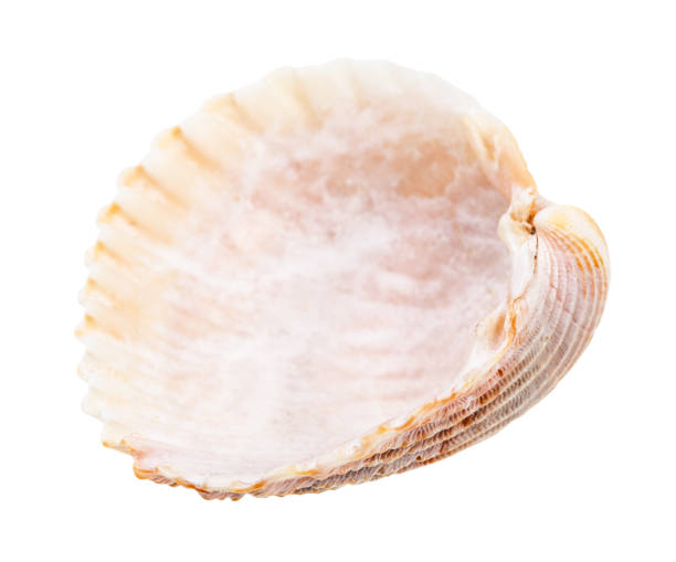 istock empty pink shell of cockle isolated on white 1207930798