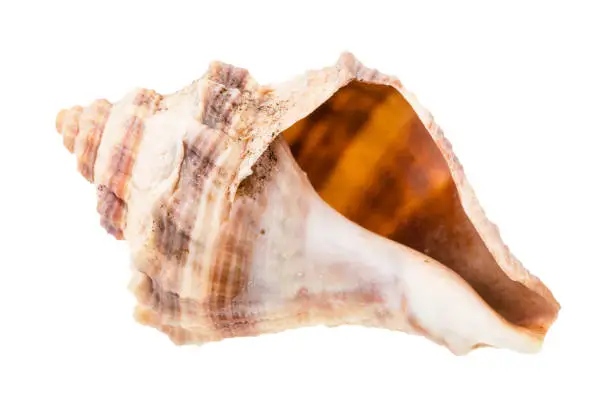 empty brown shell of whelk mollusk isolated on white background