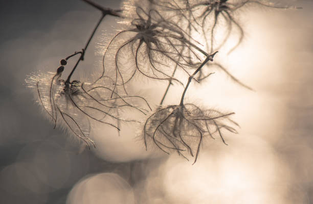 istock Fluffy plant on a background of river sunset 1207931068