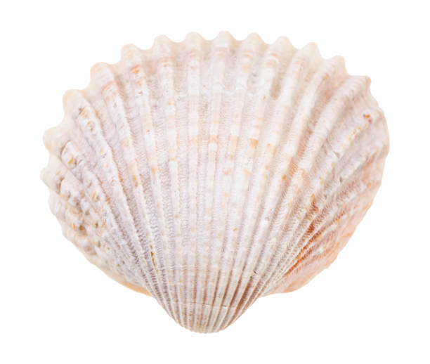 istock pink conch of cockle isolated on white 1207931641