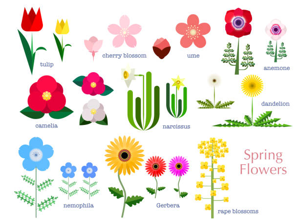 stockillustraties, clipart, cartoons en iconen met de bloemen eenvoudige illustratiereeks van de lente - dandelion white background