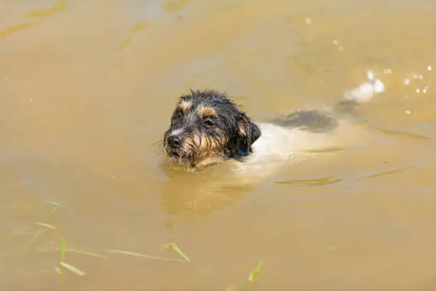 Photo of Little cute Jack Russell Terrier dog swims with joy in the water