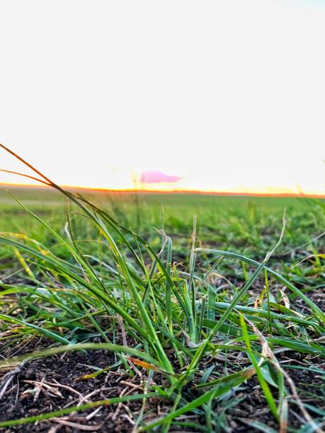 istock Green Farm Sunset 8 1207935397