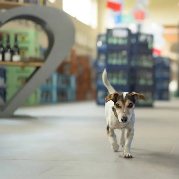 Photo of Cute small dog in shopping market - cute little Jack Russell terrier, 13 years old is running through the mall