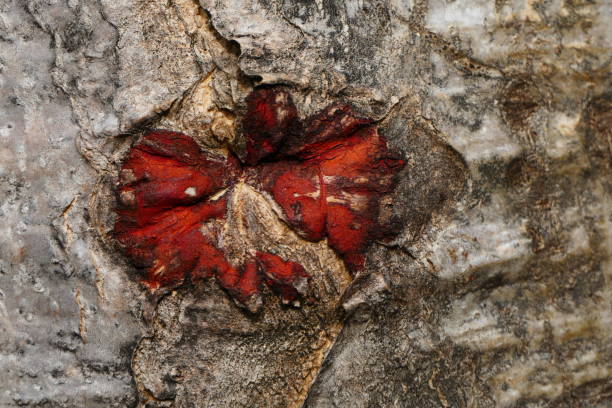 Closeup of tree trunk