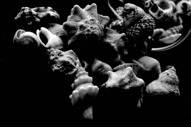 seashells low light black and white photography