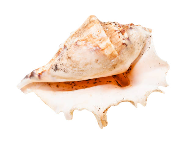 istock empty shell of sea snail isolated on white 1207941261