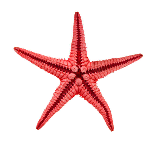 istock back side of dried starfish (sea star) isolated 1207941281