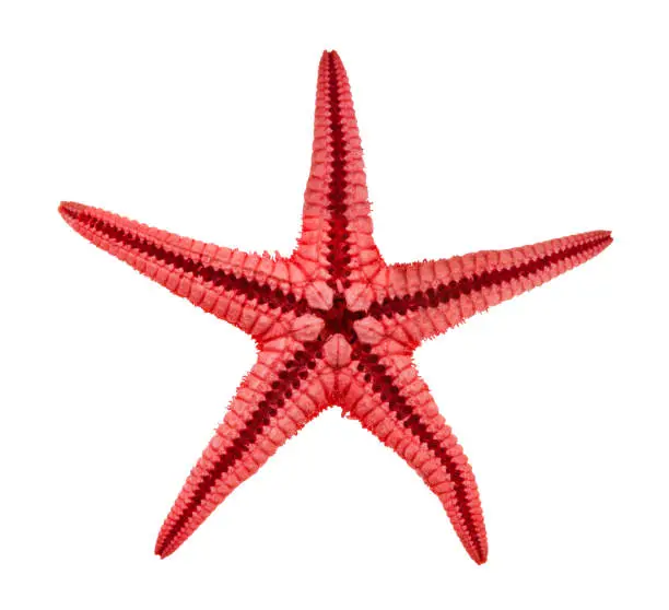 Photo of back side of dried starfish (sea star) isolated