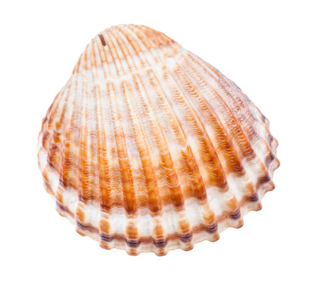 istock brown conch of cockle isolated on white 1207941305