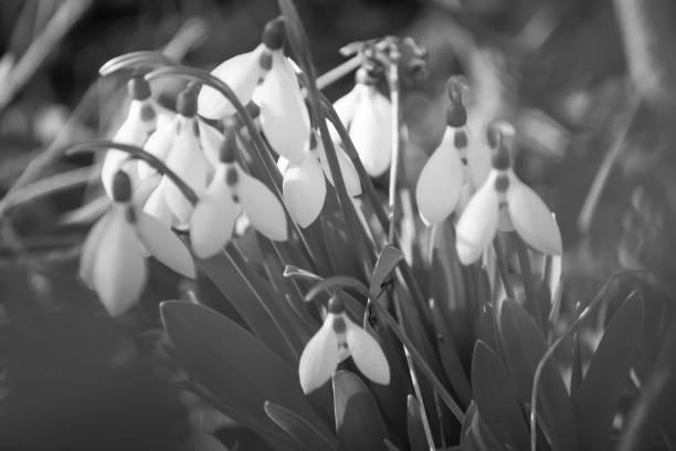 istock Spring snowflakes in the forest 1207941705