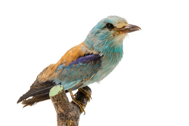 istock Stuffed, colorful blue rag sits on a branch 1207941799