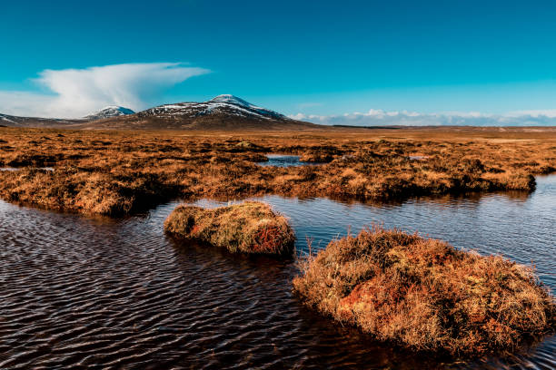 Flow Country peat bogs at Forsinard, Scotland View over the peat bogs towards Ben Griam Beag, at Forsinard, in the Flow Country of the Sutherland region of Scotland. Peat bogs used to be drained to free-up land for forestry and agriculture until their importance as a global carbon store in Global Warming was understood. Covering 1500 square miles in area, the Flow Country blanket peat bog is the largest in Europe. bog stock pictures, royalty-free photos & images