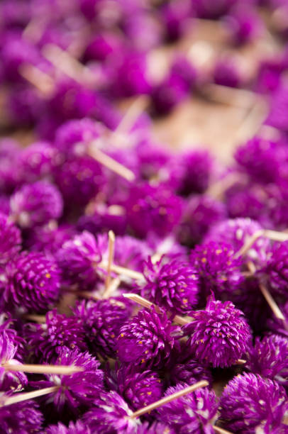istock Dried Red Clover Flowers 1207942445