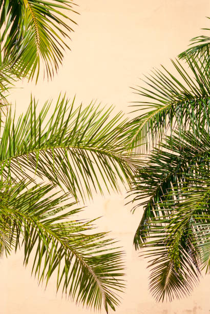 istock Palm Fronds Yellow Wall Background 1207943653