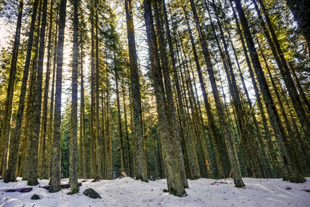 istock Retezat National Park 1207943753