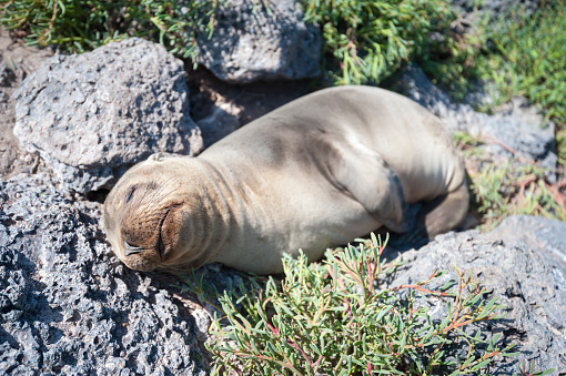 Young Galapagos sea lion sleeping in a sunny nook in a rocky island landscape
