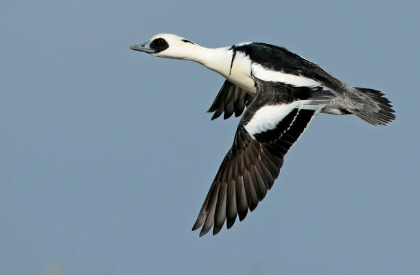 Flying drake Smew (Mergellus albellus) Flying Smew (Mergellus albellus) in the Netherlands. Adult male in flight, seen from the side, showing upper wing and upper- tail. mergellus albellus stock pictures, royalty-free photos & images